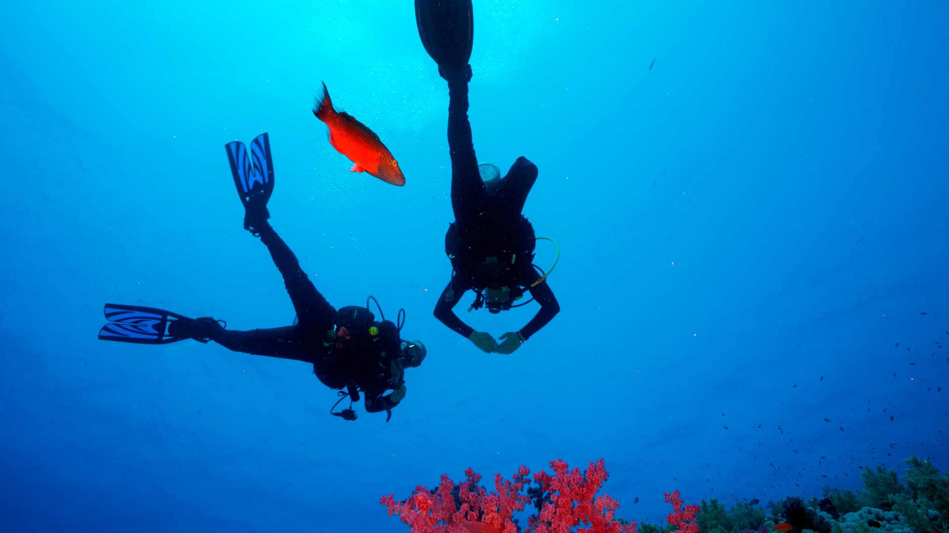 Plongée sous marine