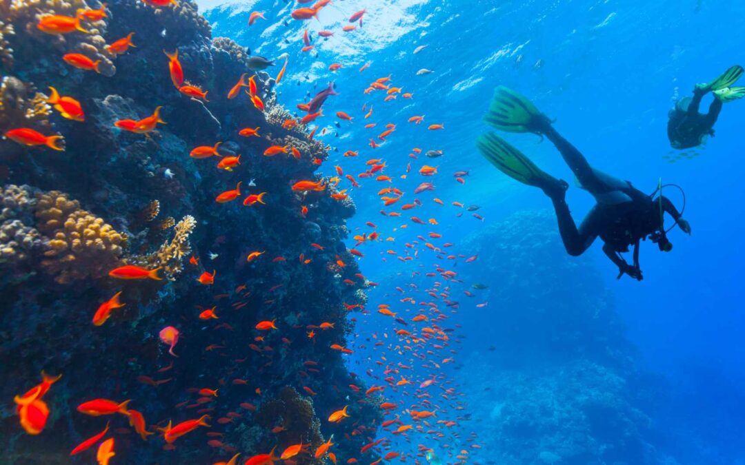 Les meilleurs spots de plongée accessibles en yacht