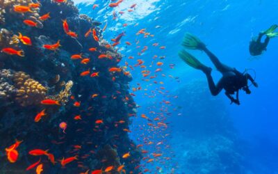 Les meilleurs spots de plongée accessibles en yacht